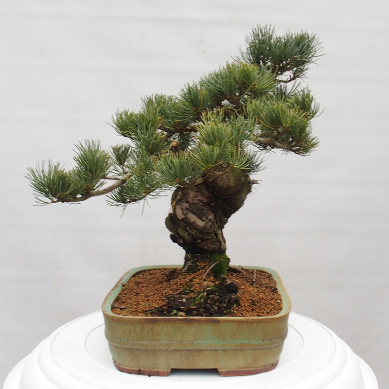 Kültéri bonsai - Pinus parviflora - Pinus parviflora