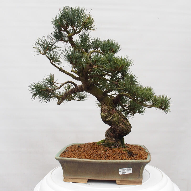 Kültéri bonsai - Pinus parviflora - Pinus parviflora