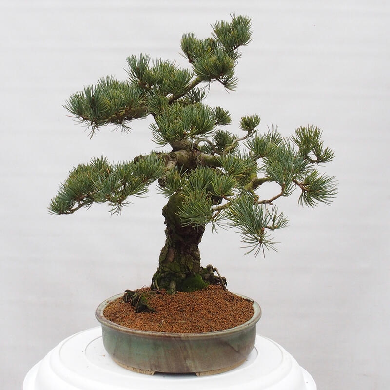 Kültéri bonsai - Pinus parviflora - Pinus parviflora