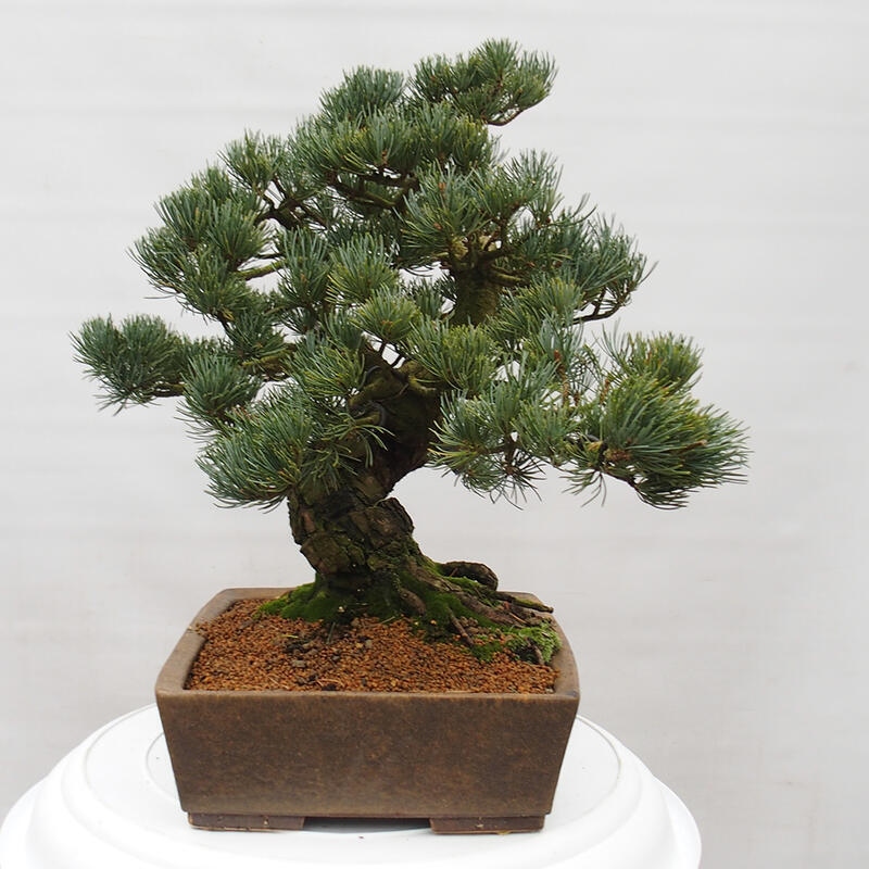 Kültéri bonsai - Pinus parviflora - Pinus parviflora