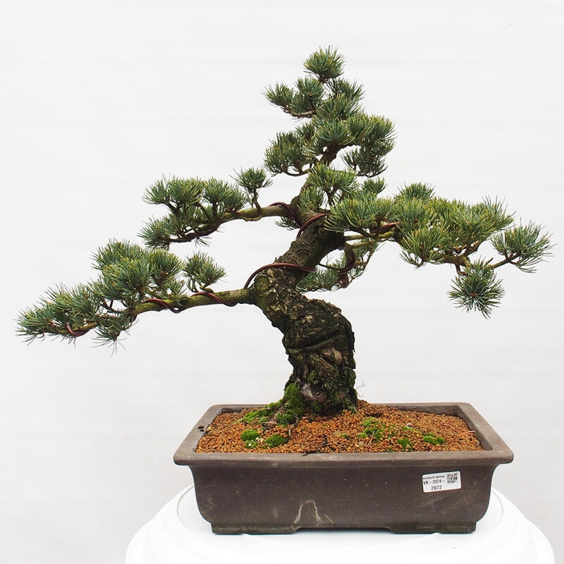 Kültéri bonsai - Pinus parviflora - Pinus parviflora