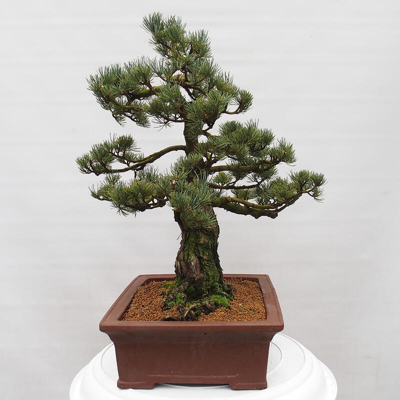Kültéri bonsai - Pinus parviflora - Pinus parviflora