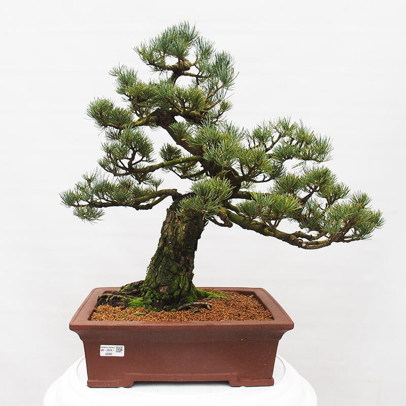 Kültéri bonsai - Pinus parviflora - Pinus parviflora