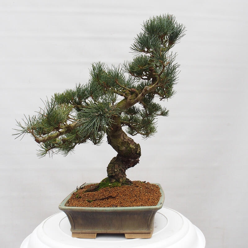 Kültéri bonsai - Pinus parviflora - Pinus parviflora