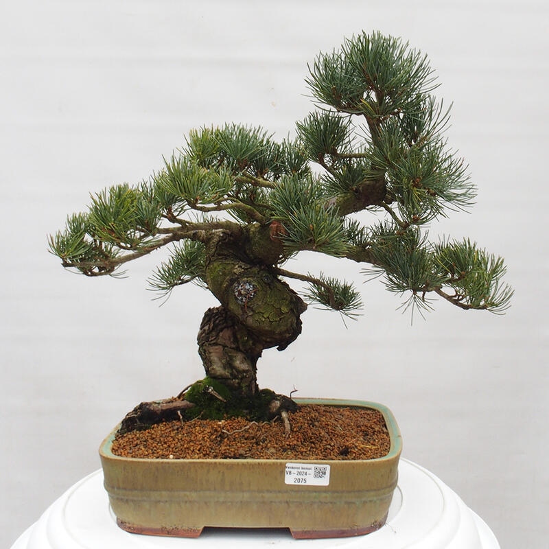 Kültéri bonsai - Pinus parviflora - Pinus parviflora