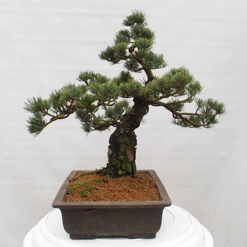 Kültéri bonsai - Pinus parviflora - Pinus parviflora