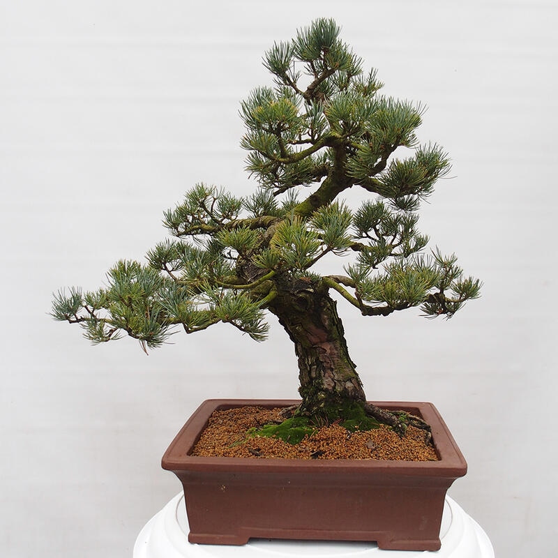 Kültéri bonsai - Pinus parviflora - Pinus parviflora