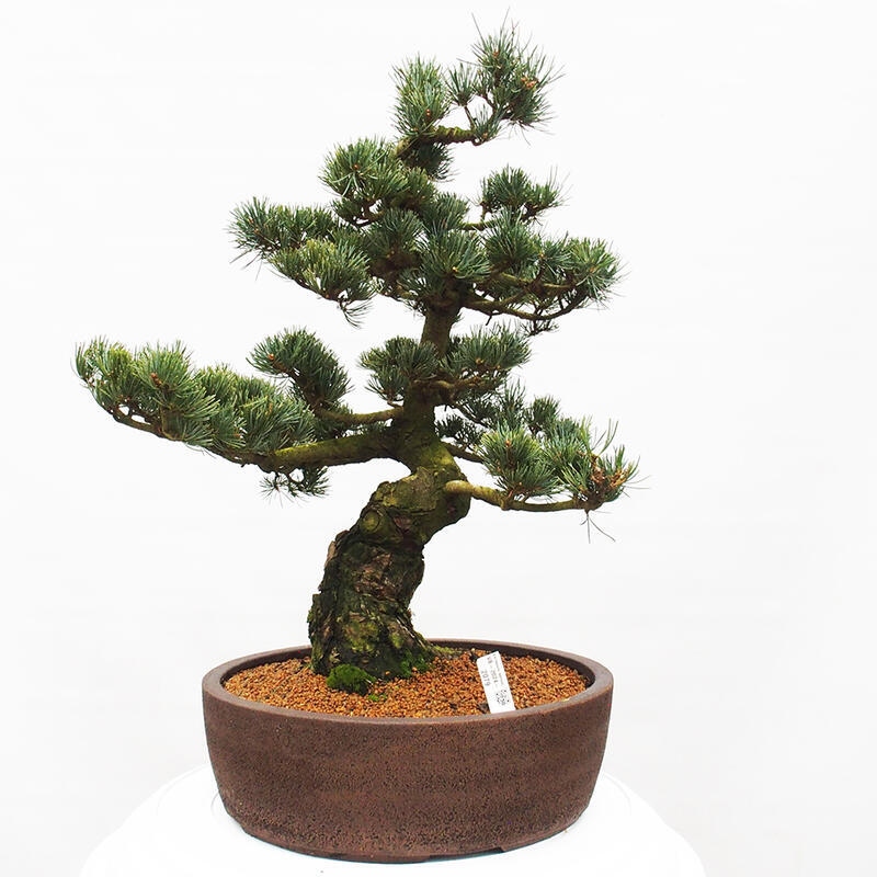 Kültéri bonsai - Pinus parviflora - Pinus parviflora