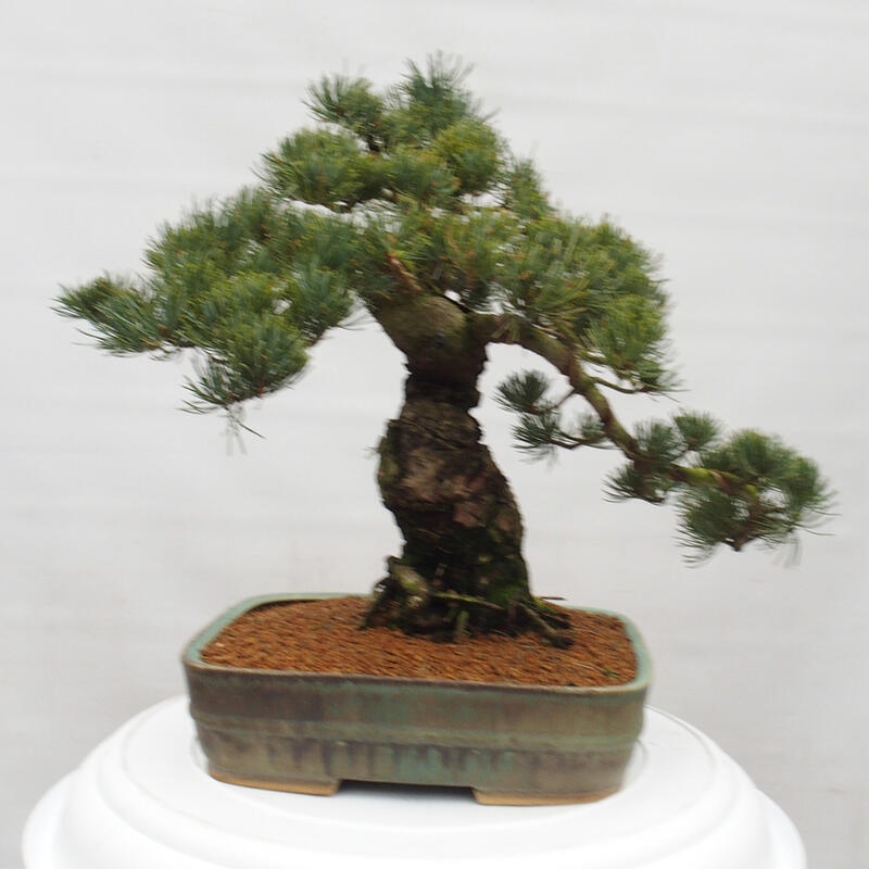 Kültéri bonsai - Pinus parviflora - Pinus parviflora