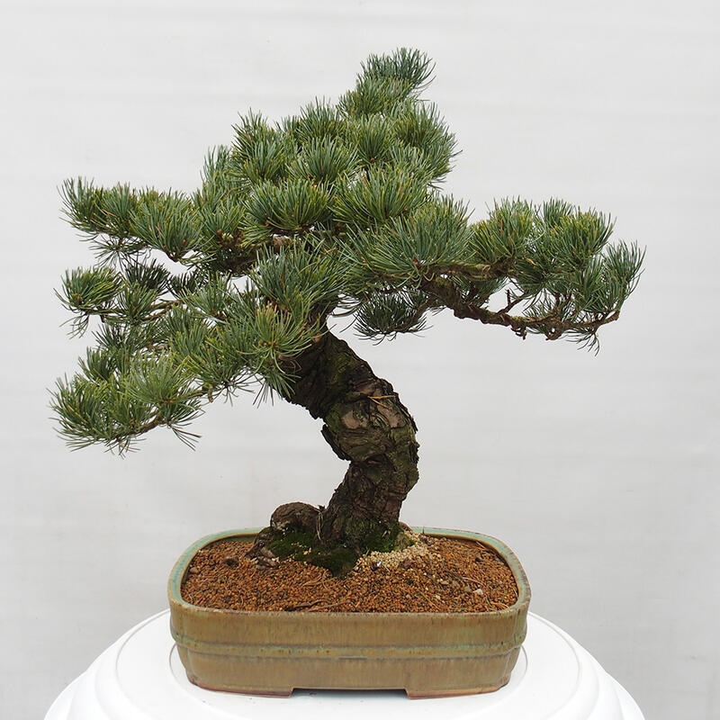 Kültéri bonsai - Pinus parviflora - Pinus parviflora