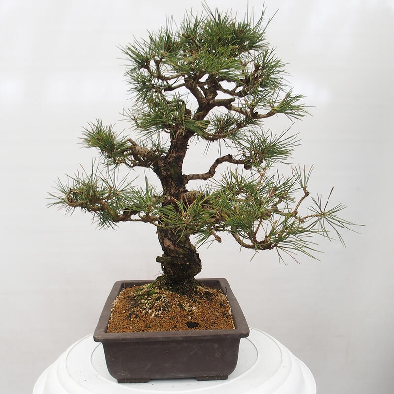 Kültéri bonsai - Pinus thunbergii - Thunberg fenyő