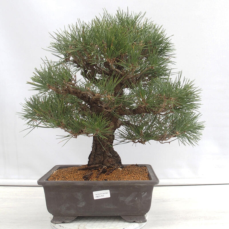Kültéri bonsai - Pinus thunbergii - Thunberg fenyő