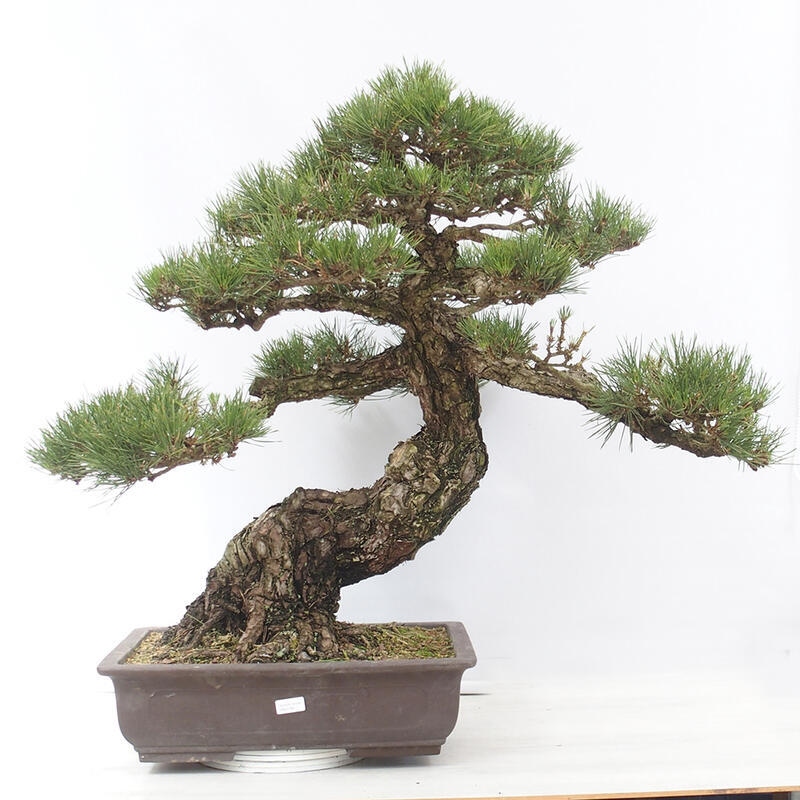 Kültéri bonsai - Pinus thunbergii - Thunberg fenyő
