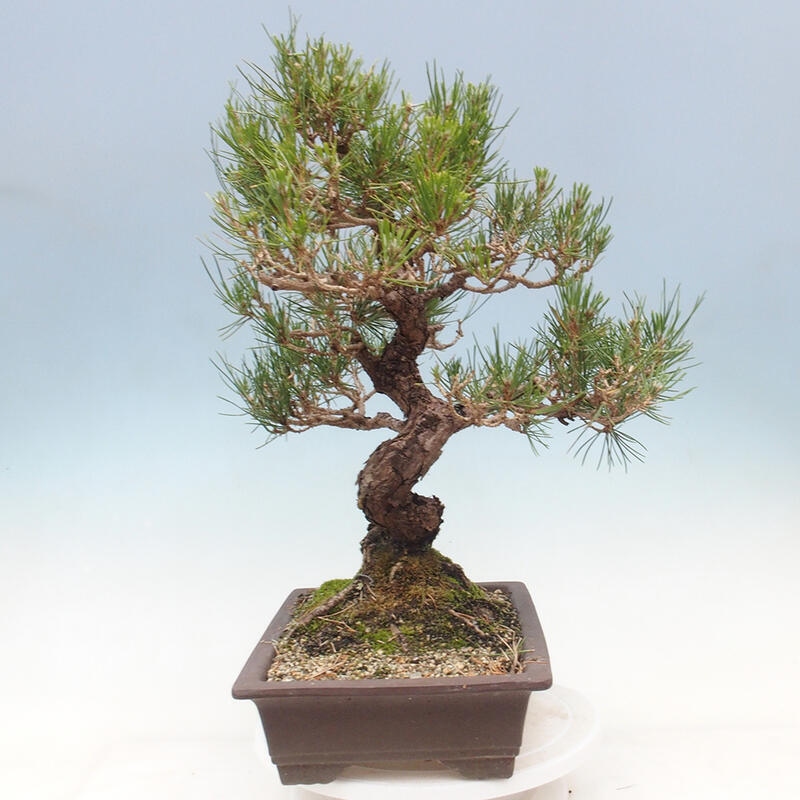 Kültéri bonsai - Pinus thunbergii - Thunberg fenyő