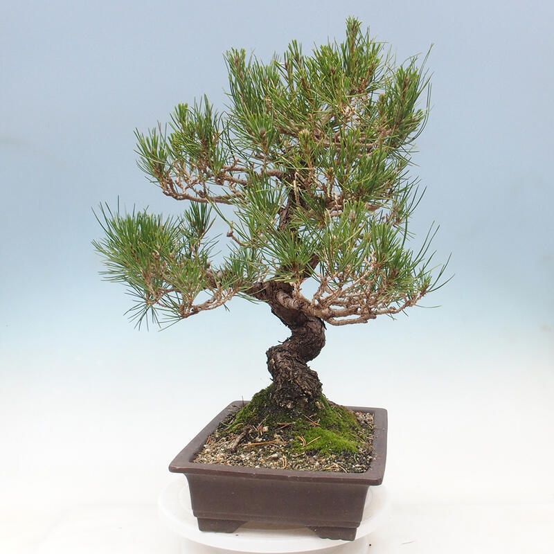 Kültéri bonsai - Pinus thunbergii - Thunberg fenyő