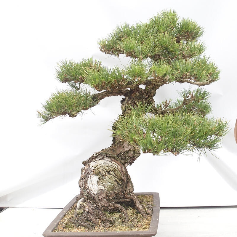 Kültéri bonsai - Pinus thunbergii - Thunberg fenyő
