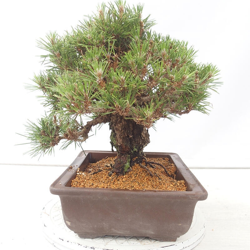 Kültéri bonsai - Pinus thunbergii - Thunberg fenyő