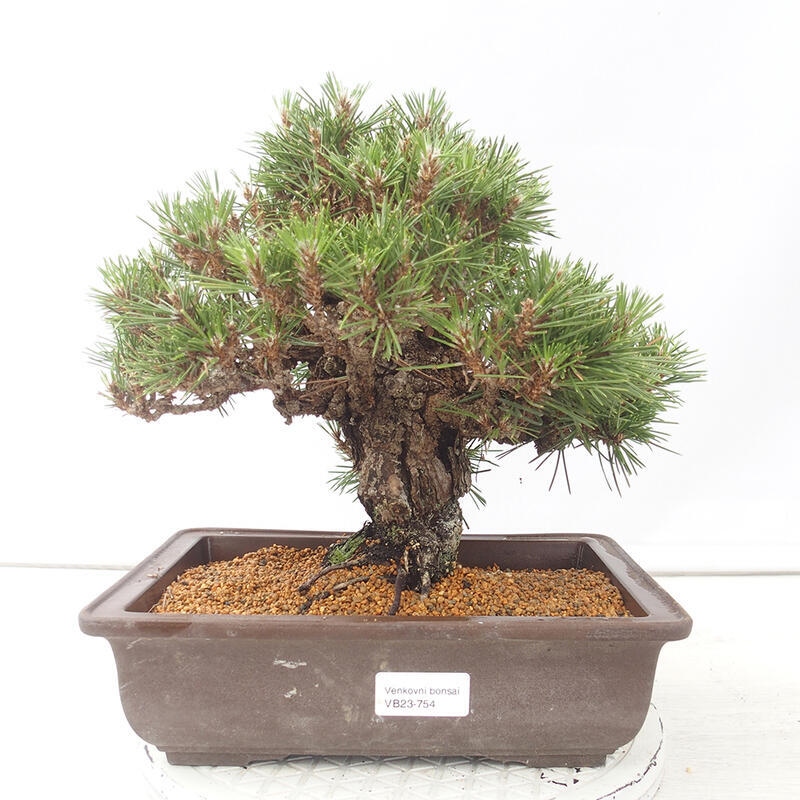 Kültéri bonsai - Pinus thunbergii - Thunberg fenyő