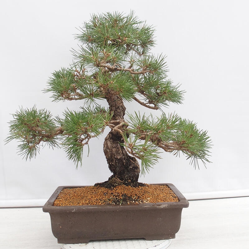 Kültéri bonsai - Pinus thunbergii - Thunberg fenyő