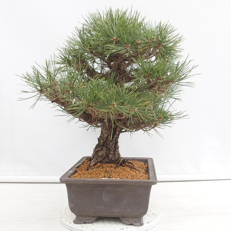 Kültéri bonsai - Pinus thunbergii - Thunberg fenyő