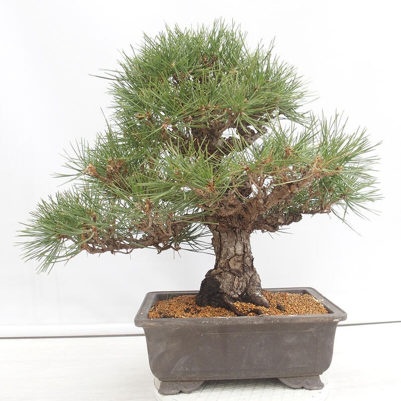 Kültéri bonsai - Pinus thunbergii - Thunberg fenyő