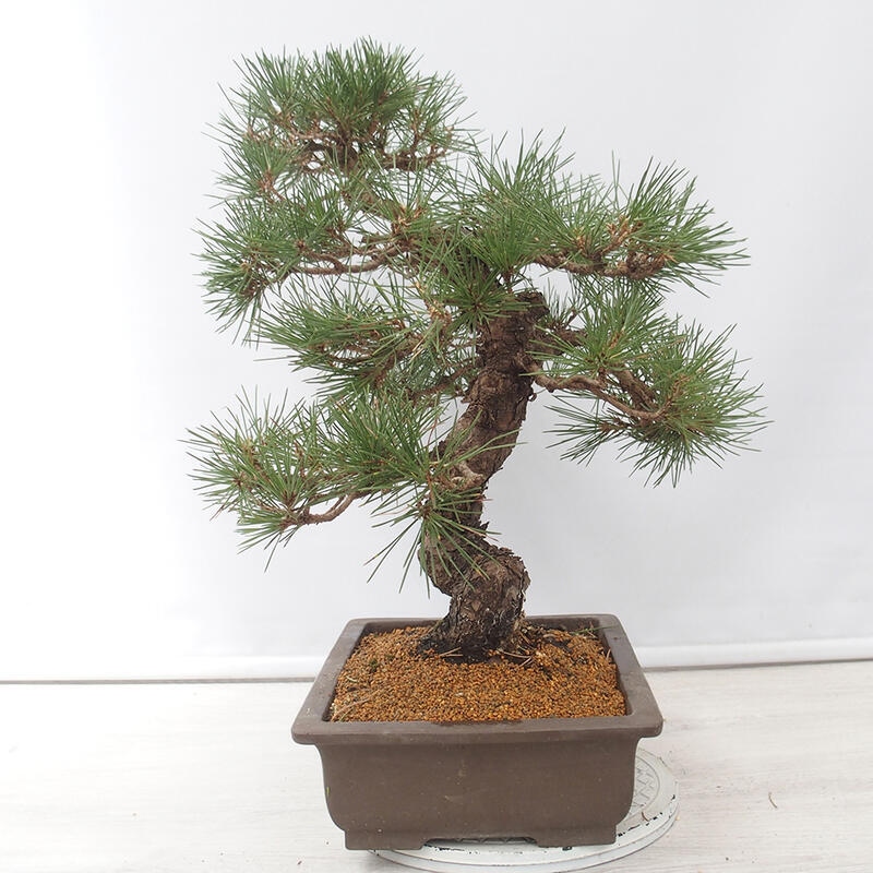 Kültéri bonsai - Pinus thunbergii - Thunberg fenyő
