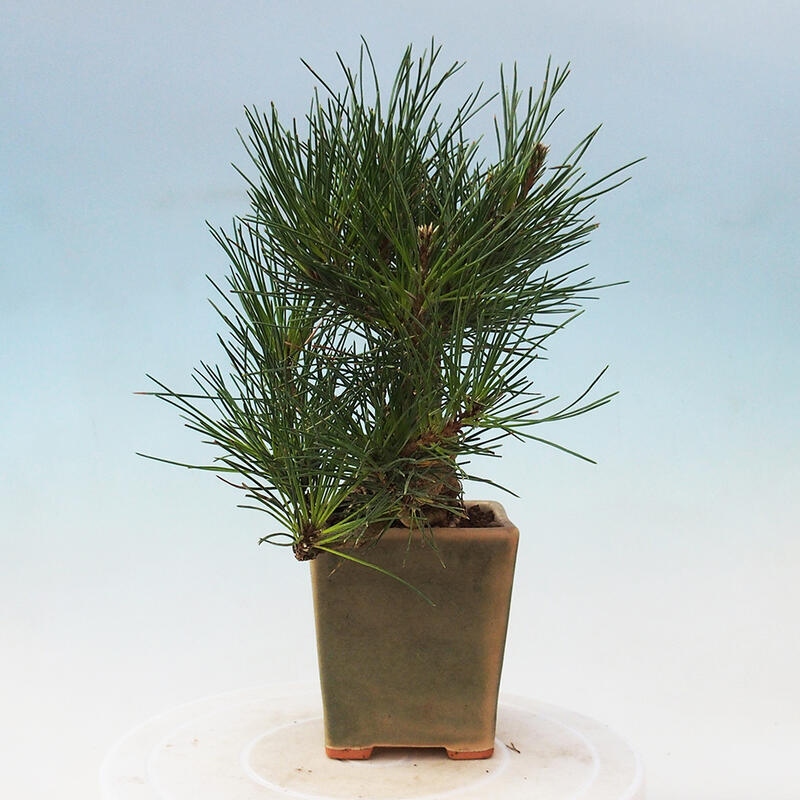 Kültéri bonsai - Pinus thunbergii - Thunberg fenyő