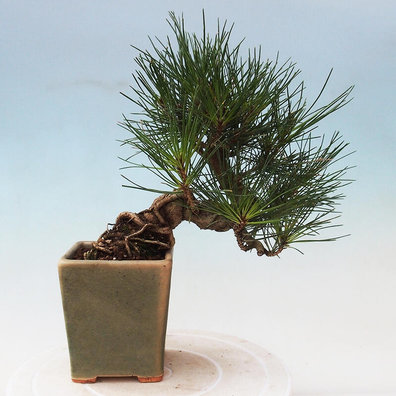Kültéri bonsai - Pinus thunbergii - Thunberg fenyő