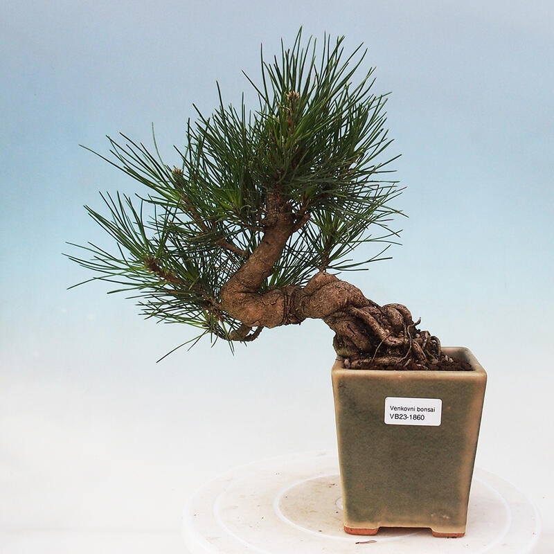 Kültéri bonsai - Pinus thunbergii - Thunberg fenyő