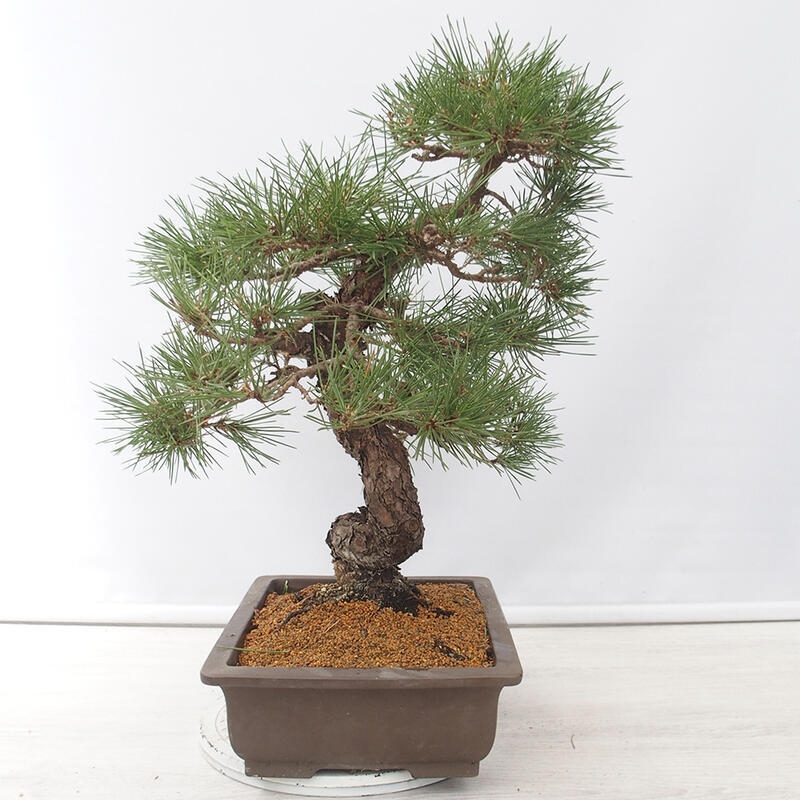 Kültéri bonsai - Pinus thunbergii - Thunberg fenyő