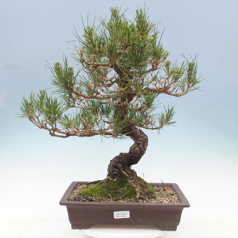 Kültéri bonsai - Pinus thunbergii - Thunberg fenyő