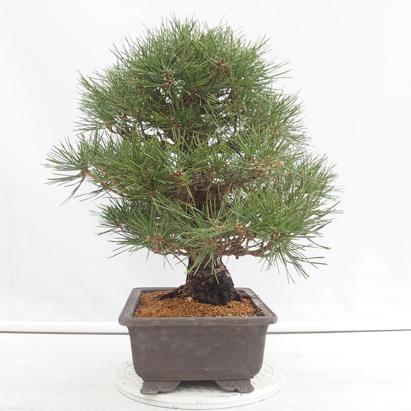 Kültéri bonsai - Pinus thunbergii - Thunberg fenyő