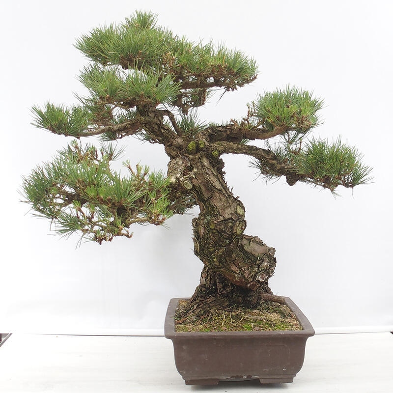 Kültéri bonsai - Pinus thunbergii - Thunberg fenyő