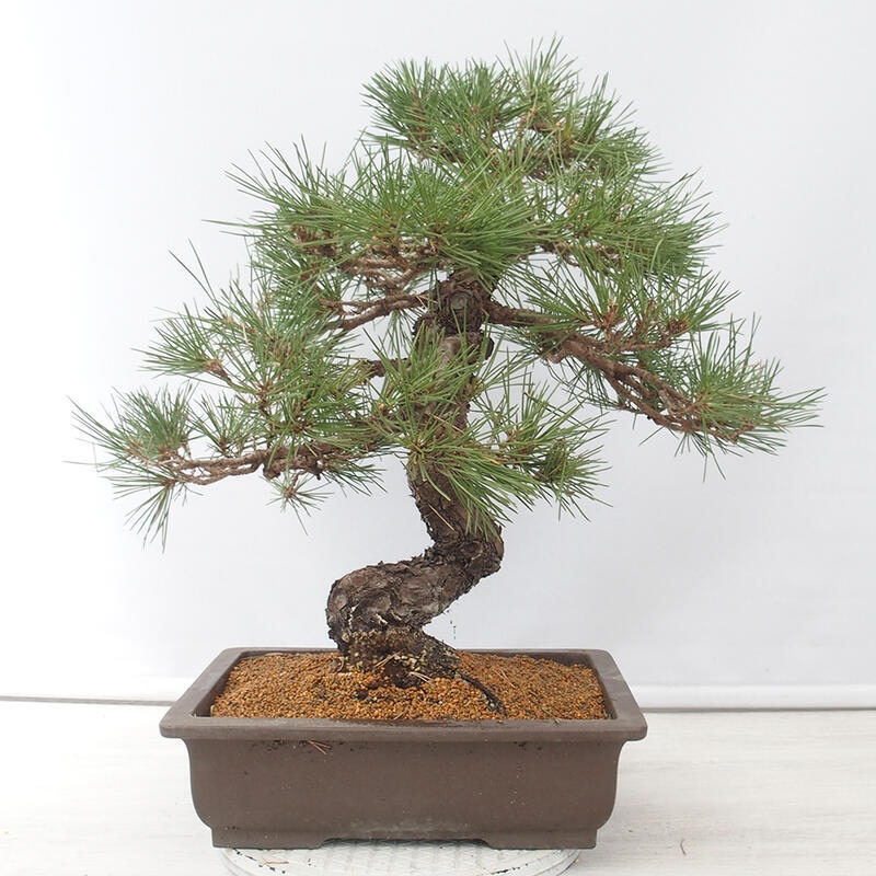 Kültéri bonsai - Pinus thunbergii - Thunberg fenyő