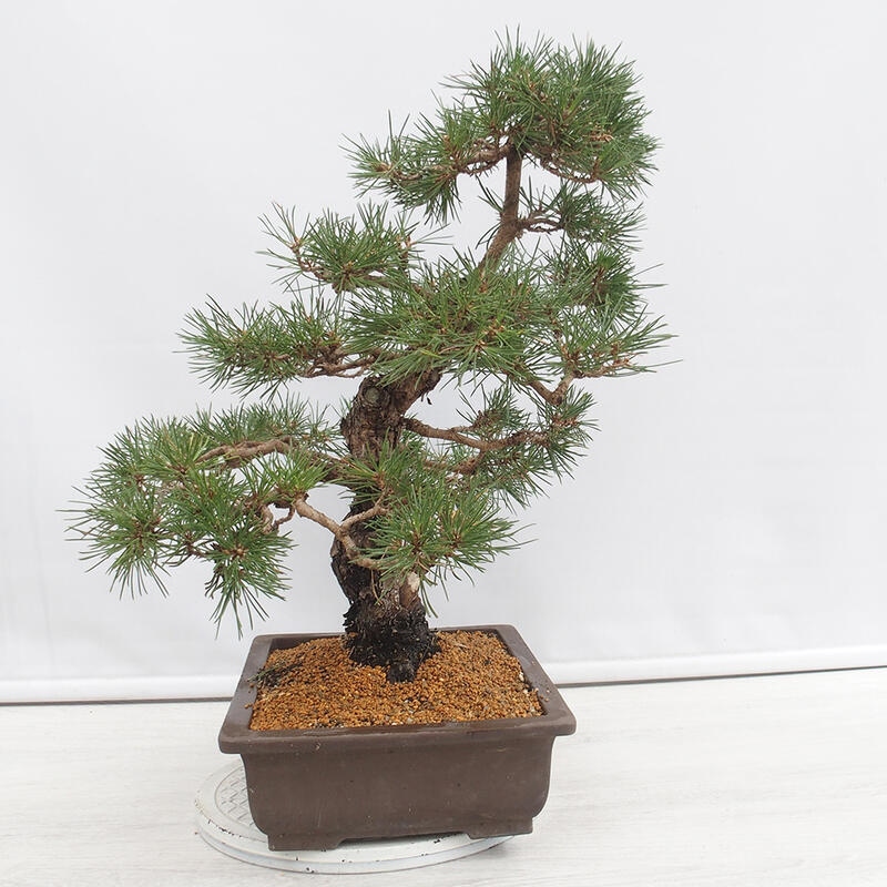 Kültéri bonsai - Pinus thunbergii - Thunberg fenyő