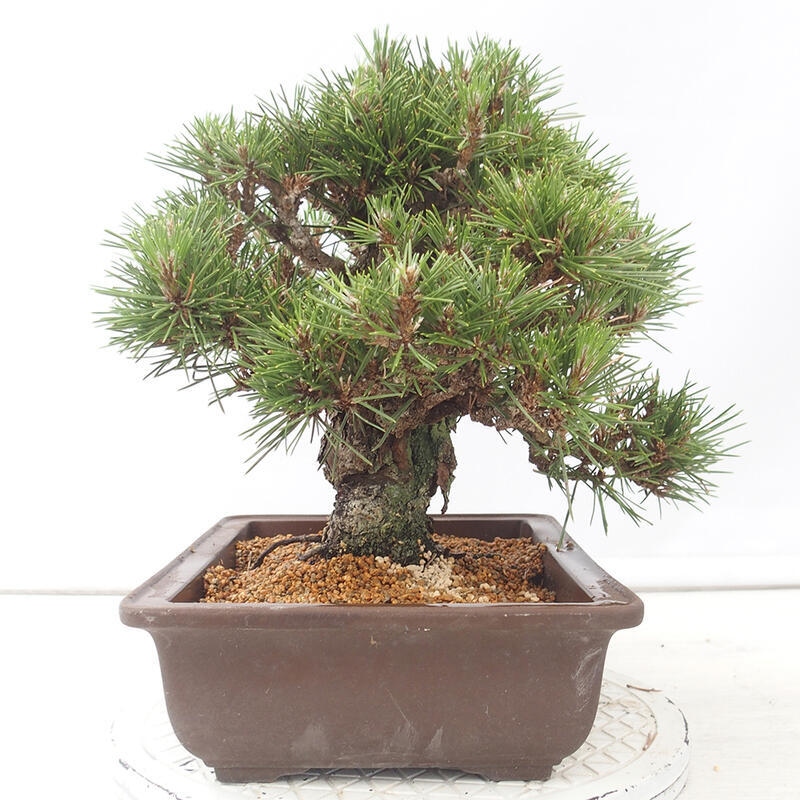 Kültéri bonsai - Pinus thunbergii - Thunberg fenyő