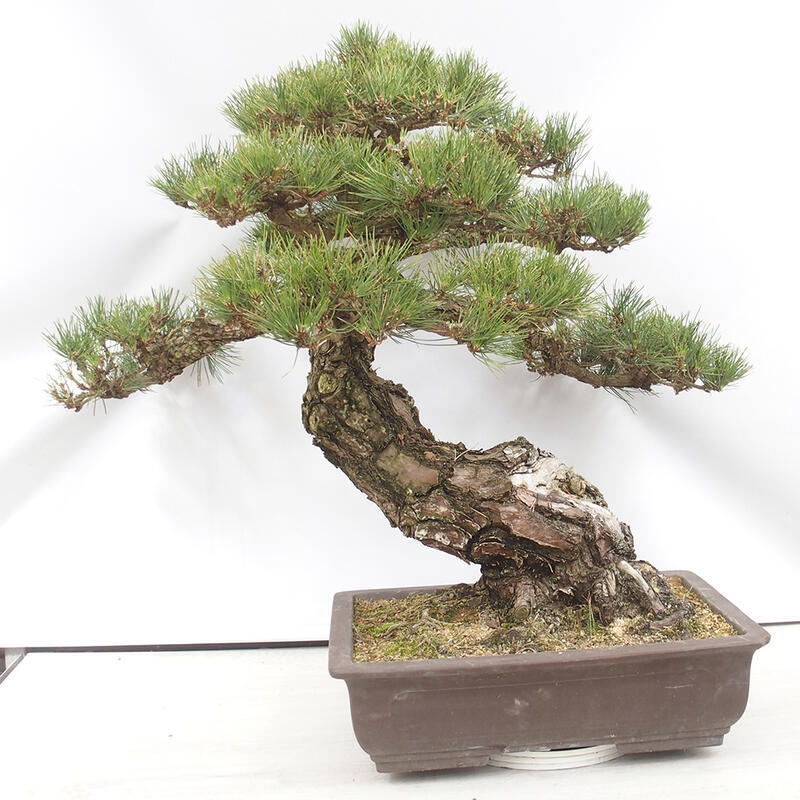 Kültéri bonsai - Pinus thunbergii - Thunberg fenyő
