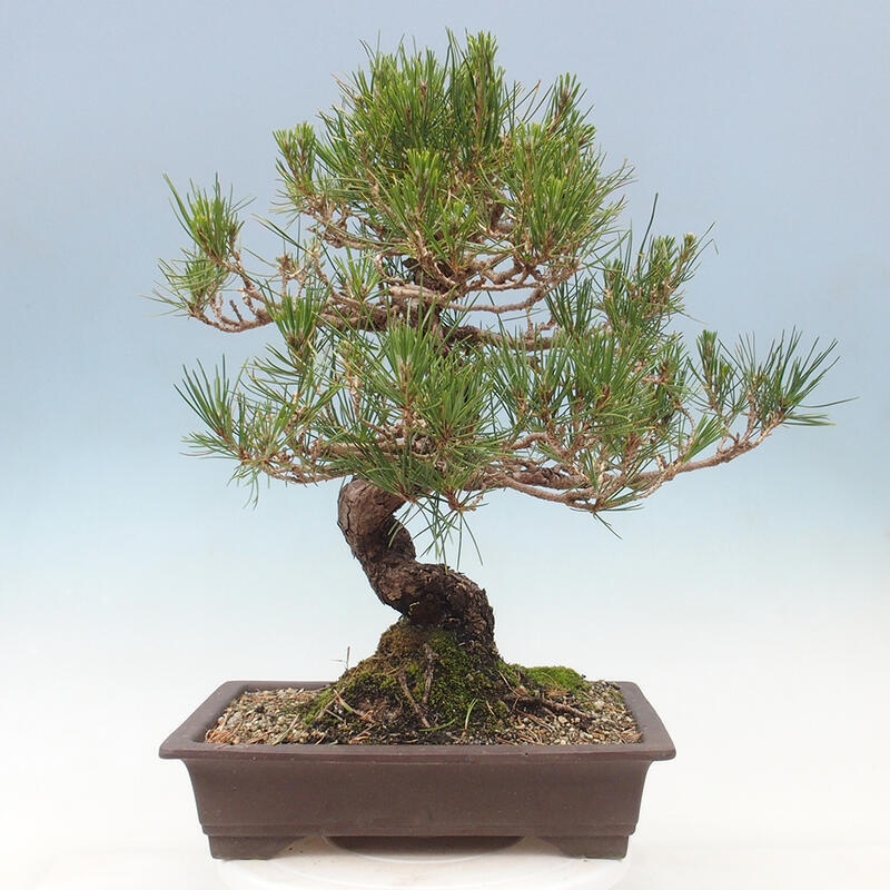Kültéri bonsai - Pinus thunbergii - Thunberg fenyő