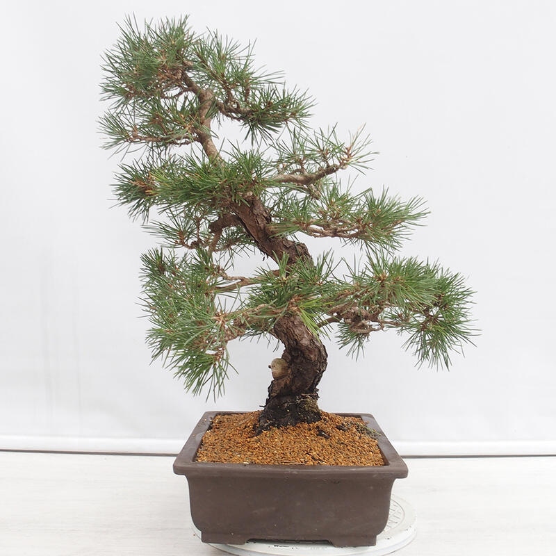Kültéri bonsai - Pinus thunbergii - Thunberg fenyő