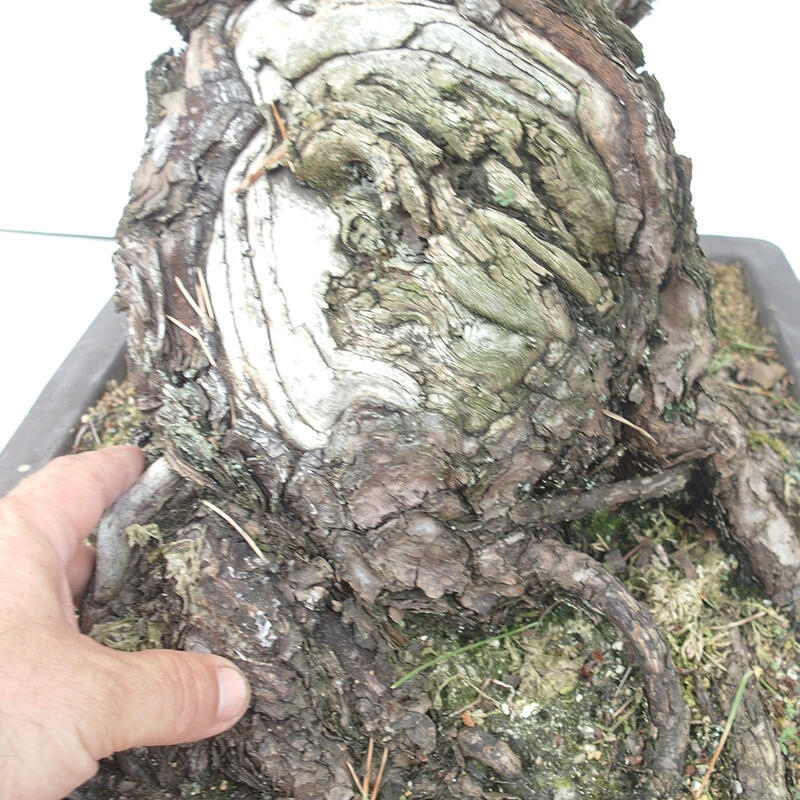 Kültéri bonsai - Pinus thunbergii - Thunberg fenyő
