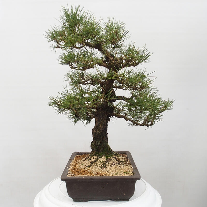 Kültéri bonsai - Pinus thunbergii - Thunberg fenyő