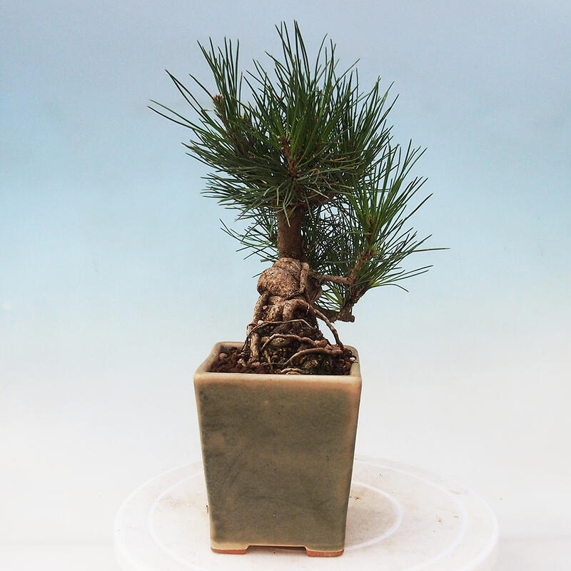 Kültéri bonsai - Pinus thunbergii - Thunberg fenyő