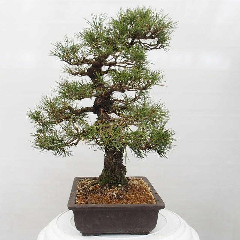 Kültéri bonsai - Pinus thunbergii - Thunberg fenyő