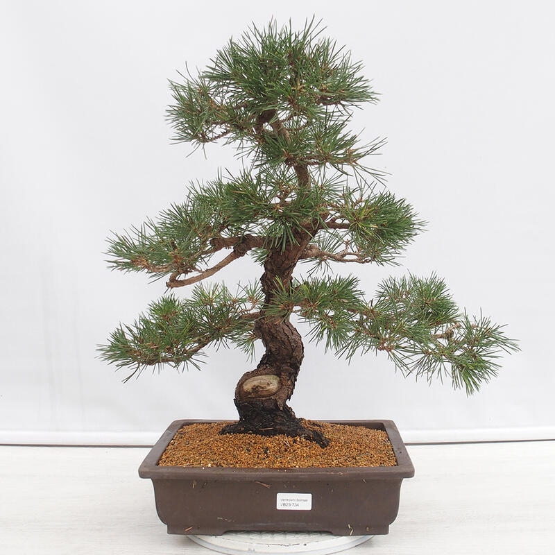 Kültéri bonsai - Pinus thunbergii - Thunberg fenyő