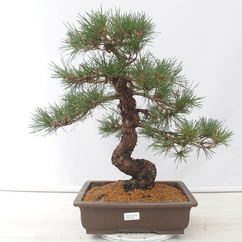 Kültéri bonsai - Pinus thunbergii - Thunberg fenyő