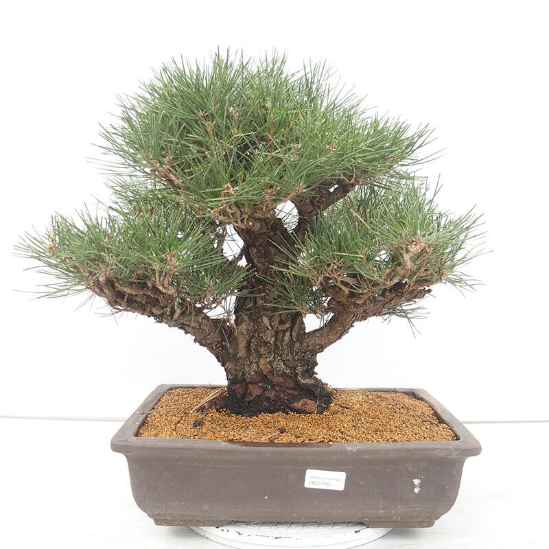 Kültéri bonsai - Pinus thunbergii - Thunberg fenyő