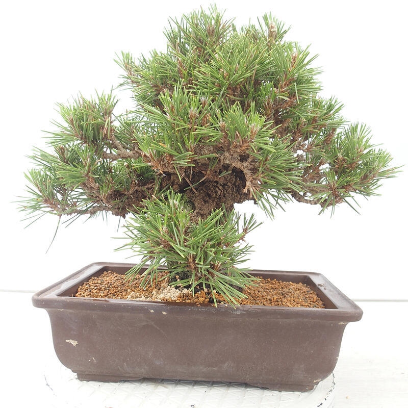 Kültéri bonsai - Pinus thunbergii - Thunberg fenyő