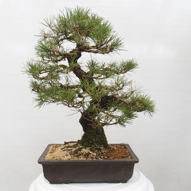 Kültéri bonsai - Pinus thunbergii - Thunberg fenyő