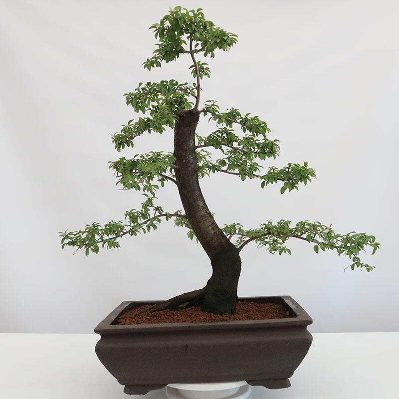 Kültéri bonsai - Prunus spinosa