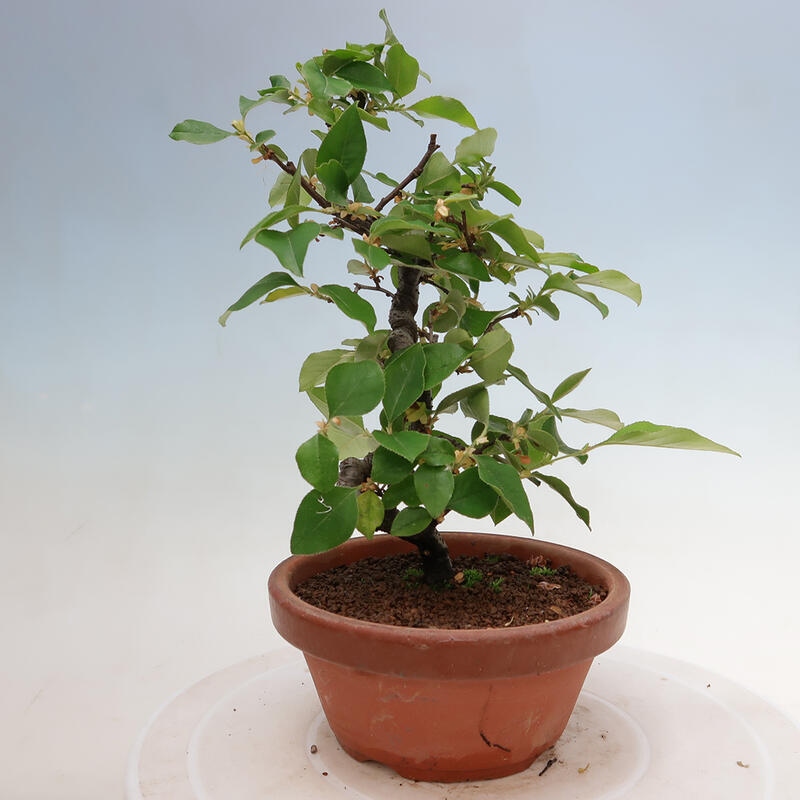 Kültéri bonsai - Pseudocydonia sinensis - kínai birs